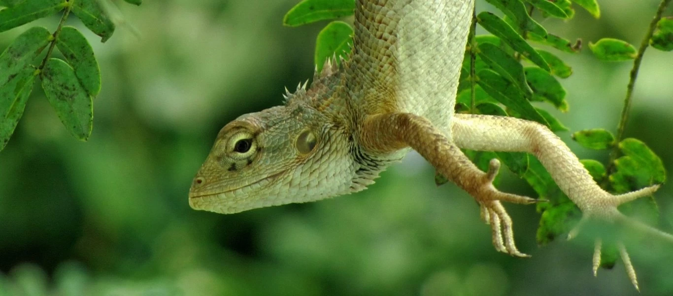 Ινδία: Σκυλιά ορμούν σε τεράστια σαύρα (βίντεο)